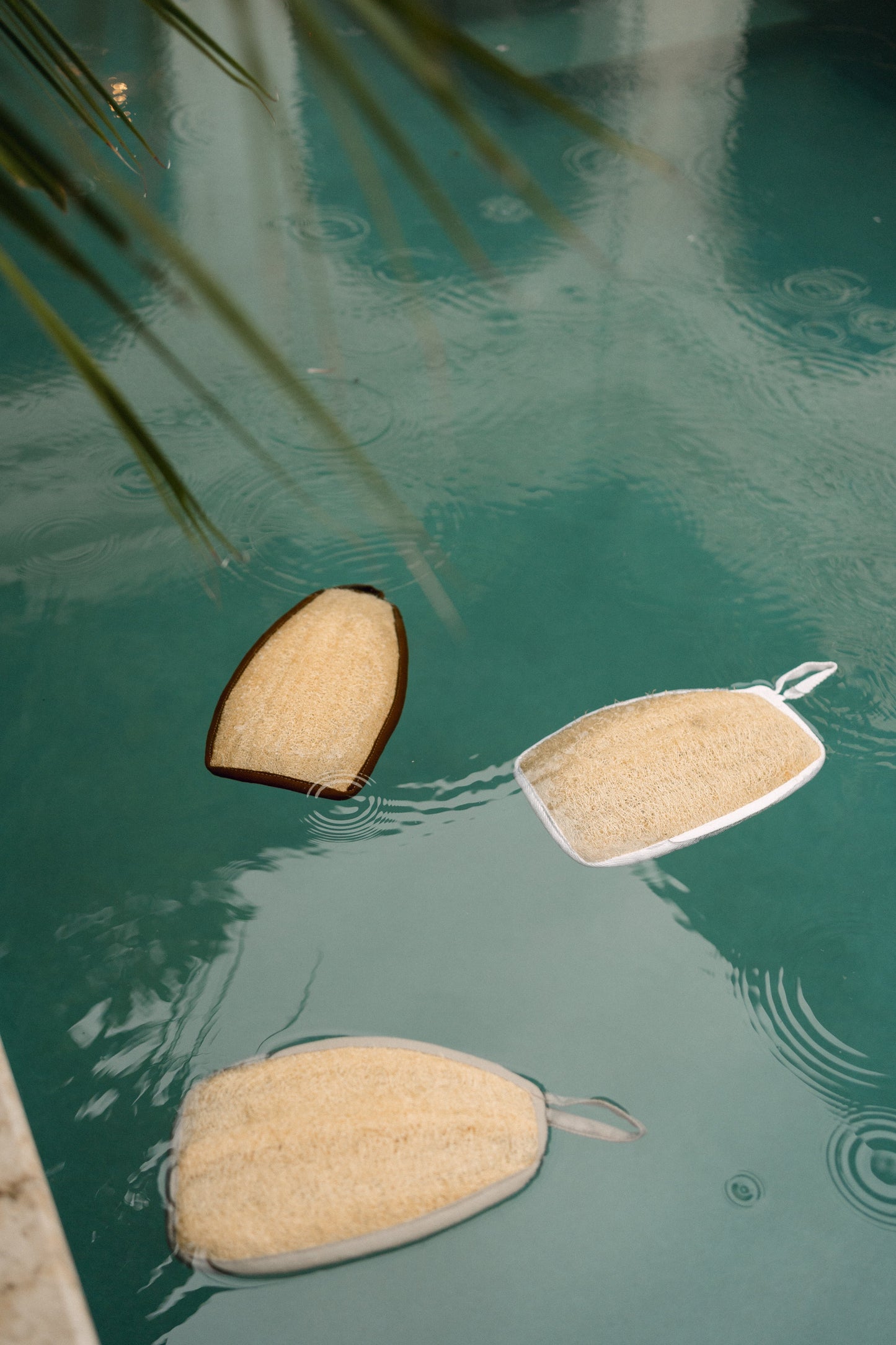 Three sponges floating on a greenish surface with a plant leaf in the background